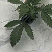 Blueberry Auto