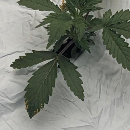 Blueberry Auto