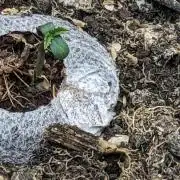 Gorilla cookies Auto