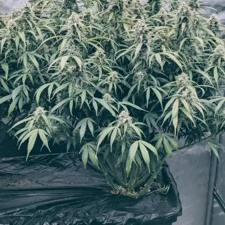 Amherst Diesel Auto