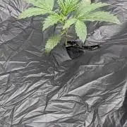 Tropicana Cookies Auto