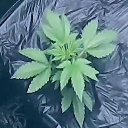 Strawberry Banana Auto