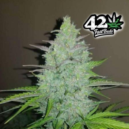 Cheese Auto