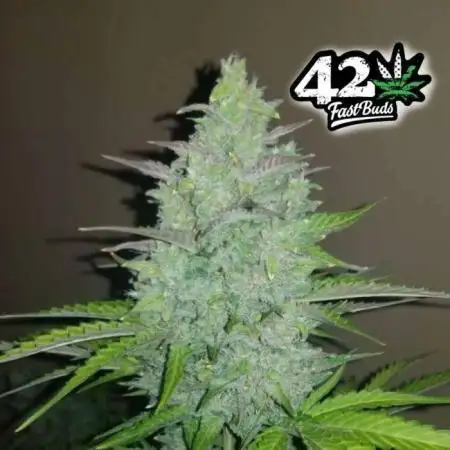 Cheese Auto