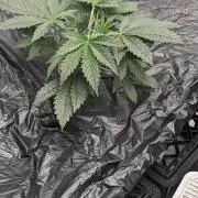 Tropicana Cookies Auto