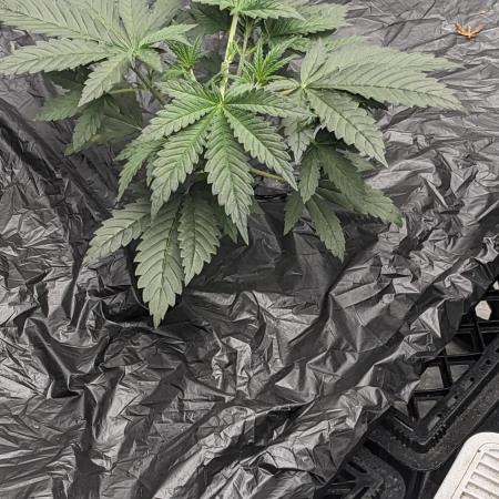 Tropicana Cookies Auto