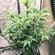 Blueberry Ghost Og Auto