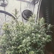 Strawberry Banana Auto
