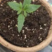 Blueberry Auto
