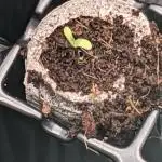 Strawberry Banana Auto