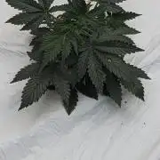 Blueberry Auto