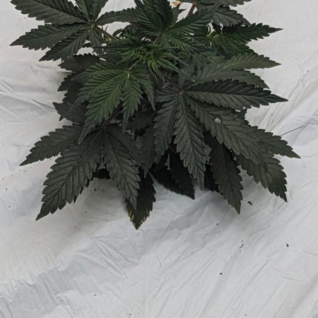 Blueberry Auto