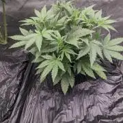 Strawberry Banana Auto