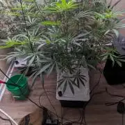Blue Dream Haze