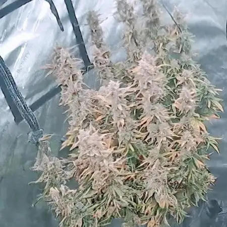 Gorilla Zittlez Auto