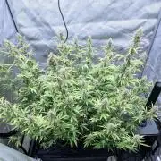 Gorilla cookies Auto