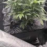Strawberry Banana Auto