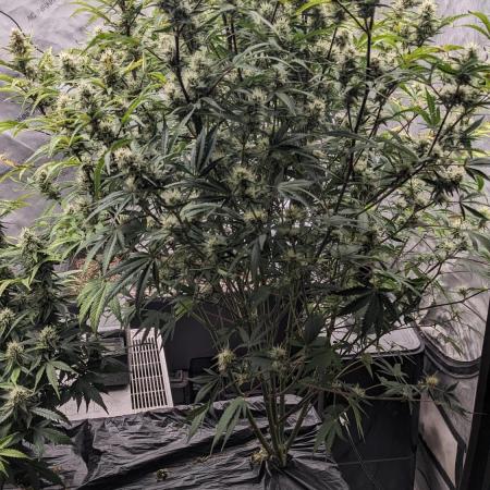 Strawberry Banana Auto