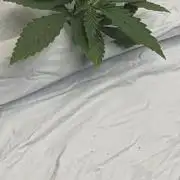 Blue Dream Haze