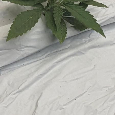 Blue Dream Haze