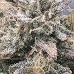 Gorilla Zittlez Auto