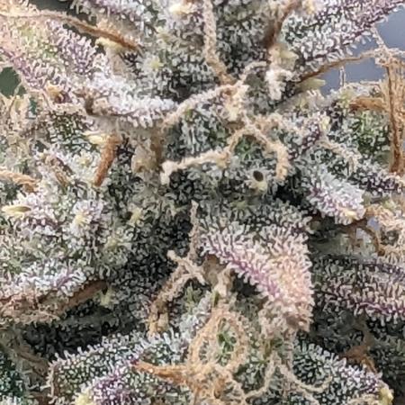 Gorilla Zittlez Auto