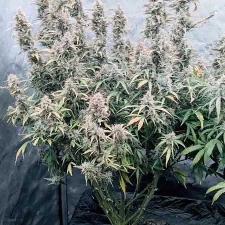 Gorilla Zittlez Auto