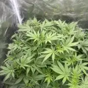 Cinderella Auto Hydrophonic