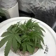 Cinderella Auto Hydrophonic