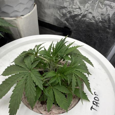 Cinderella Auto Hydrophonic