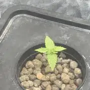 Hydrophonic Strawberry Pie