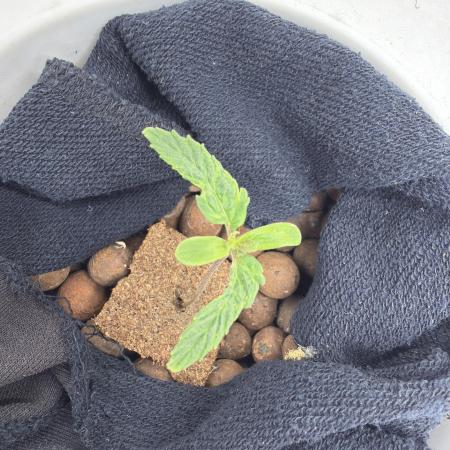 Super Limon Haze