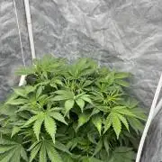 Hydrophonic Strawberry Pie