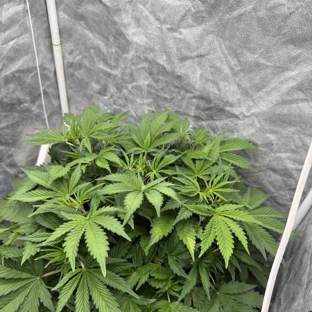 Hydrophonic Strawberry Pie