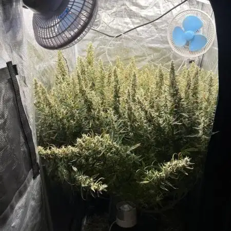 Pound Cake Hydrophonic