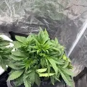 Banana Purple Punch