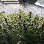 Cinderella Auto Hydrophonic