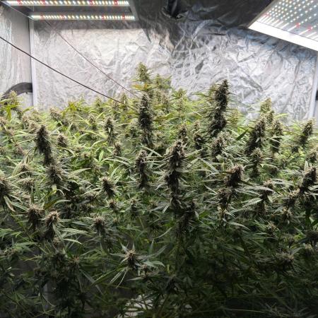 Cinderella Auto Hydrophonic