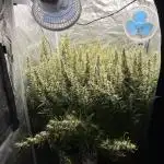 Pound Cake Hydrophonic