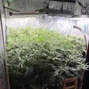 Cinderella Auto Hydrophonic
