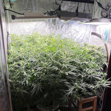 Cinderella Auto Hydrophonic
