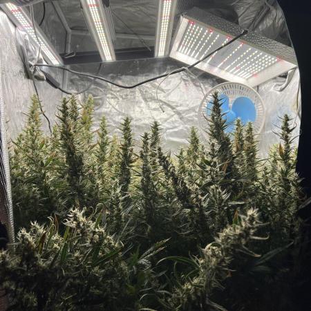Pound Cake Hydrophonic