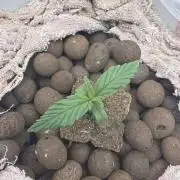 Cinderella Auto Hydrophonic