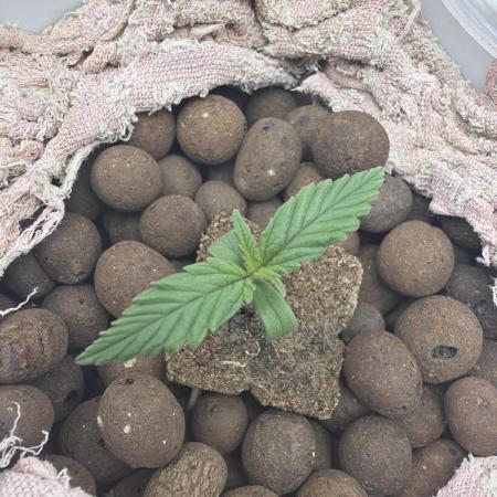 Cinderella Auto Hydrophonic