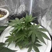 Cinderella Auto Hydrophonic