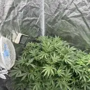 Cinderella Auto Hydrophonic