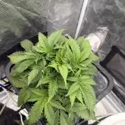 Blue Dream Hydrophonic