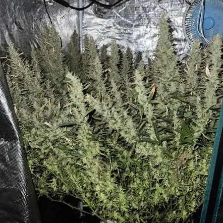 Pound Cake Hydrophonic