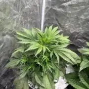 Super Limon Haze