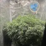 Pound Cake Hydrophonic